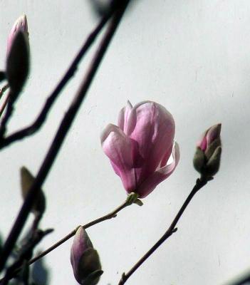 Прикрепленное изображение: DSCF6736.jpg